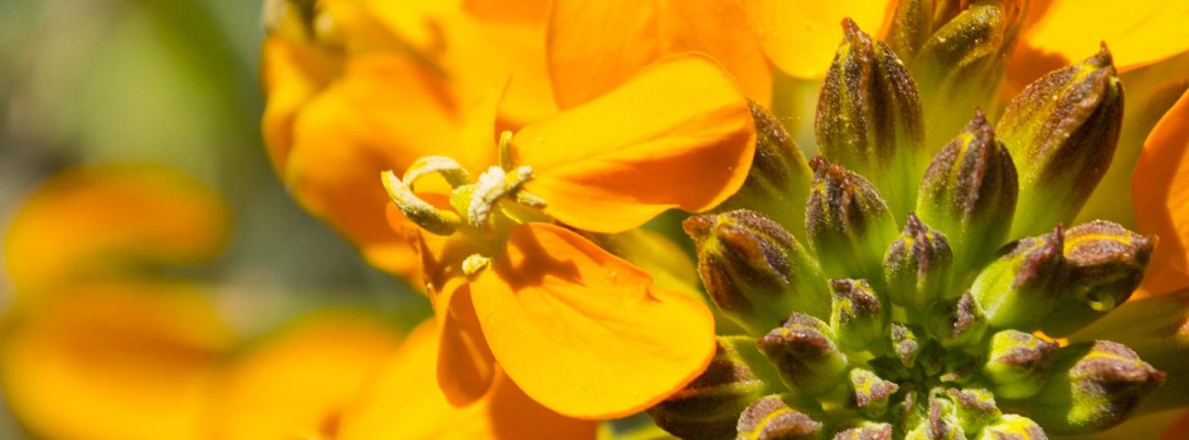 WesternWallFlowe4x6-1080x400